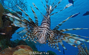lion fish by Ahmet Yay 